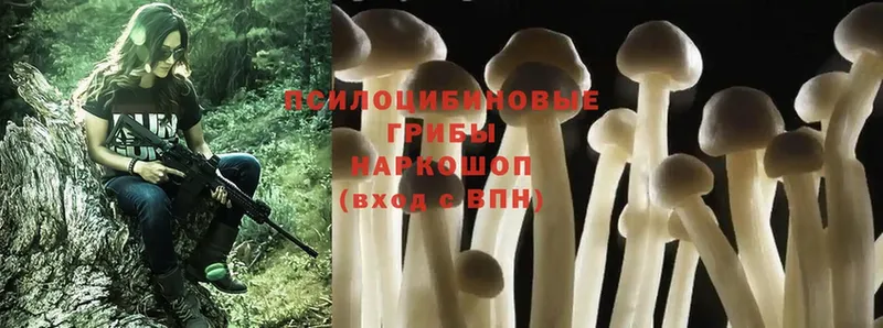 где можно купить наркотик  Губкинский  Галлюциногенные грибы MAGIC MUSHROOMS 